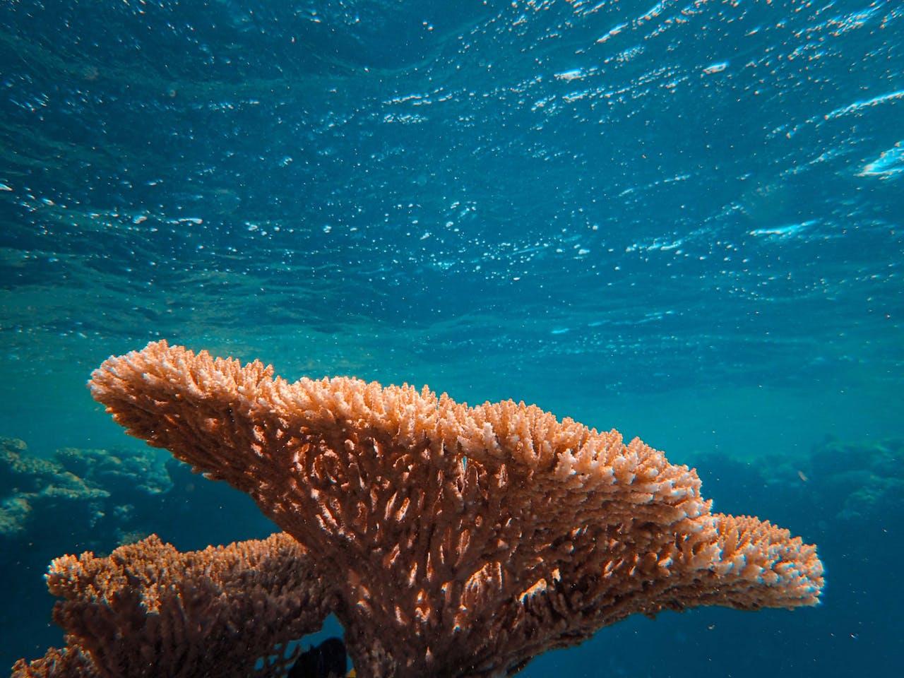 Supporting_Coral_Reefs1.jpg